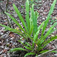Attēlu rezultāti vaicājumam “Campylopus pyriformis sporophyte”