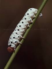 Attēlu rezultāti vaicājumam “Tenthredo scrophulariae larva”