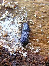 Attēlu rezultāti vaicājumam “Hylastes sp.”