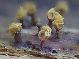 Attēlu rezultāti vaicājumam “Hemitrichia leiotricha macro”