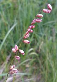 Attēlu rezultāti vaicājumam “Melica nutans flower”