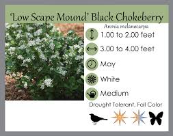 Attēlu rezultāti vaicājumam “Aronia melanocarpa”