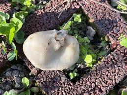 Attēlu rezultāti vaicājumam “Discina perlata”