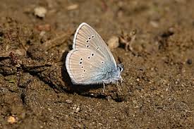 Attēlu rezultāti vaicājumam “Cyaniris semiargus male”