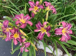 Attēlu rezultāti vaicājumam “Venusia blomeri”