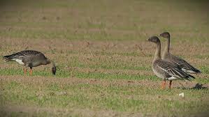 Attēlu rezultāti vaicājumam “Anser serrirostris”