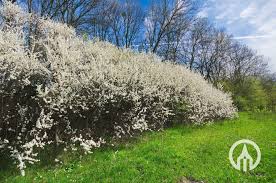 Attēlu rezultāti vaicājumam “Prunus spinosa”