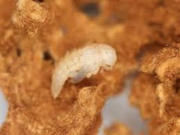 Attēlu rezultāti vaicājumam “Bolitophagus reticulatus larva”