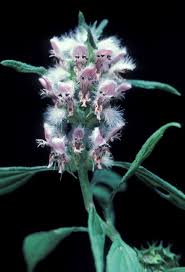 Attēlu rezultāti vaicājumam “Leonurus cardiaca leaf”