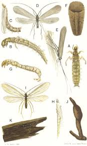 Attēlu rezultāti vaicājumam “Trichoptera egg mass”