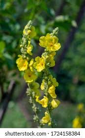 Attēlu rezultāti vaicājumam “Verbascum densiflorum bud”