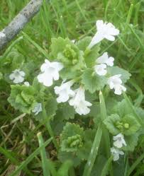 Attēlu rezultāti vaicājumam “Glechoma hederacea flower”