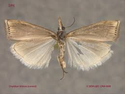 Attēlu rezultāti vaicājumam “Crambus”