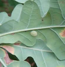 Attēlu rezultāti vaicājumam “Neuroterus albipes”