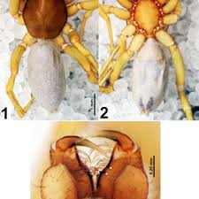 Attēlu rezultāti vaicājumam “Symphytocarpus impexus spores”