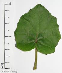 Attēlu rezultāti vaicājumam “Tussilago farfara leaf”