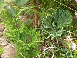 Attēlu rezultāti vaicājumam “Diphasiastrum tristachyum”