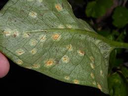 Attēlu rezultāti vaicājumam “Puccinia sessilis”