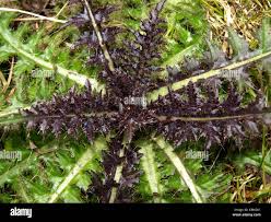 Attēlu rezultāti vaicājumam “Cirsium acaule fruit”
