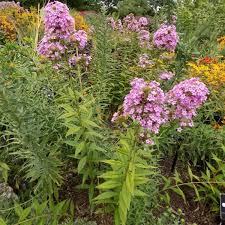Attēlu rezultāti vaicājumam “Phlox paniculata”