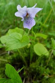 Attēlu rezultāti vaicājumam “Viola palustris”