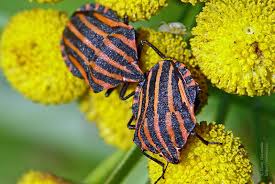 Attēlu rezultāti vaicājumam “Graphosoma lineatum imago”