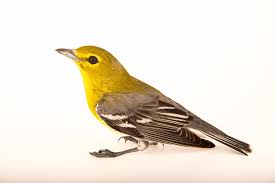 Image result for Vireo flavifrons