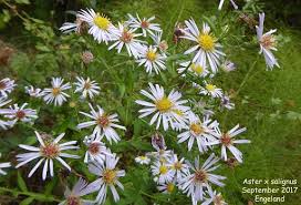 Attēlu rezultāti vaicājumam “Symphyotrichum x salignum leaf”