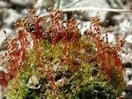 Attēlu rezultāti vaicājumam “Dicranella schreberiana”