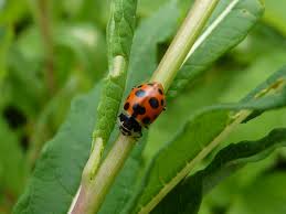 Attēlu rezultāti vaicājumam “Hippodamia notata”