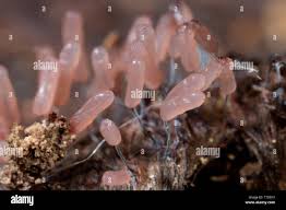 Attēlu rezultāti vaicājumam “Stemonitopsis typhina”