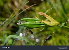Attēlu rezultāti vaicājumam “Iris pseudacorus fruit”