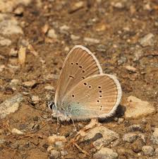 Attēlu rezultāti vaicājumam “Cyaniris semiargus”