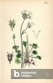 Attēlu rezultāti vaicājumam “Saxifraga granulata”