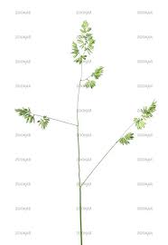 Attēlu rezultāti vaicājumam “Dactylis polygama”