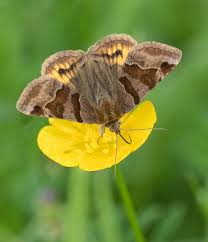 Attēlu rezultāti vaicājumam “Euclidia glyphica”