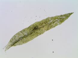 Attēlu rezultāti vaicājumam “Pohlia”