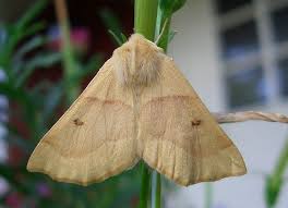 Attēlu rezultāti vaicājumam “Crocallis elinguaria”