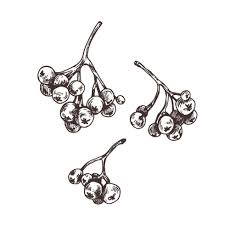 Attēlu rezultāti vaicājumam “x Sorbaronia fallax”