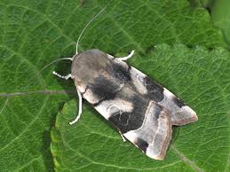 Attēlu rezultāti vaicājumam “Noctua fimbriata imago”