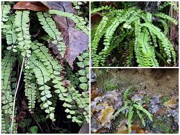 Attēlu rezultāti vaicājumam “Badhamia lilacina”