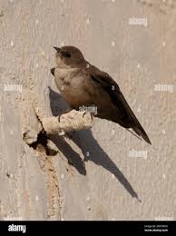 Image result for Ptyonoprogne rupestris