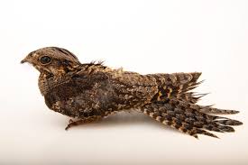 Attēlu rezultāti vaicājumam “Caprimulgus europaeus”