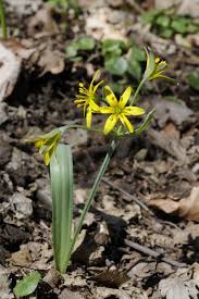 Attēlu rezultāti vaicājumam “Gagea lutea leaf”