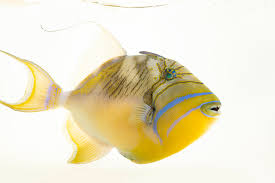 Image result for Balistes vetula