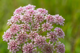 Image result for Pimpinella major