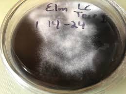 Attēlu rezultāti vaicājumam “Enteridium variabile”