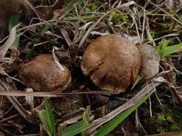 Attēlu rezultāti vaicājumam “Psathyrella pygmaea”