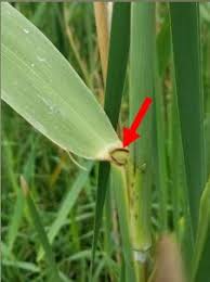 Attēlu rezultāti vaicājumam “Phragmites communis leaf”