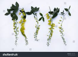 Attēlu rezultāti vaicājumam “Laburnum alpinum leaf”